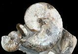 Hoploscaphites Ammonite Cluster- South Dakota #46868-2
